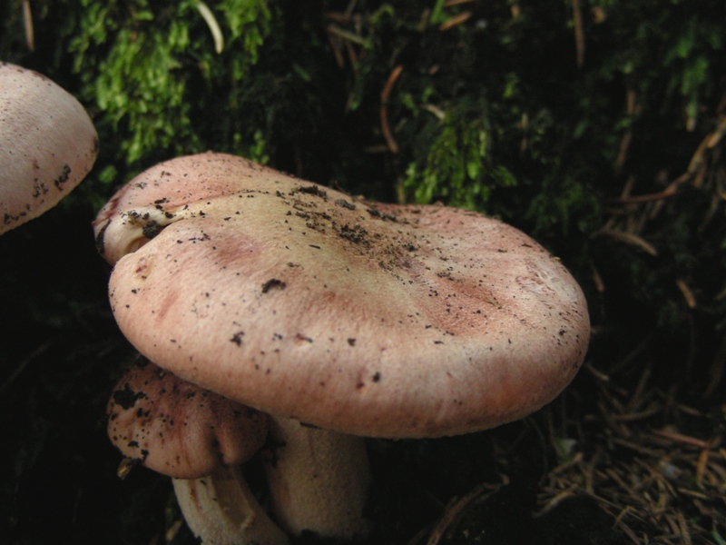 Hygrophorus fragicolor